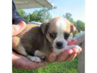 Beagle Puppy for sale in Cohutta, GA, USA