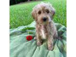 Cock-A-Poo Puppy for sale in Abbeville, SC, USA