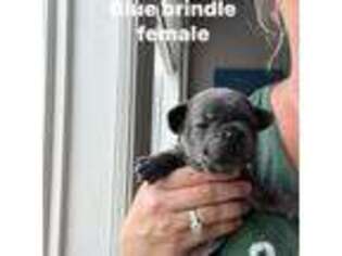 French Bulldog Puppy for sale in Tawas City, MI, USA