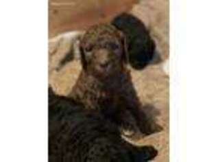 Goldendoodle Puppy for sale in Pleasant View, TN, USA