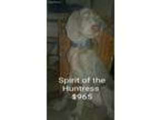 Weimaraner Puppy for sale in Antioch, TN, USA