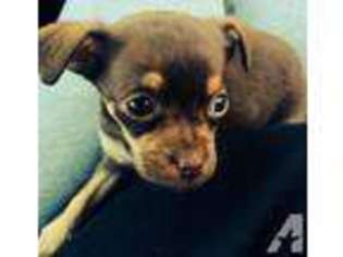 Chihuahua Puppy for sale in NEW HAVEN, CT, USA