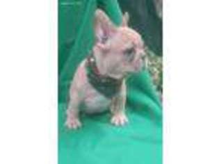 French Bulldog Puppy for sale in Paterson, NJ, USA