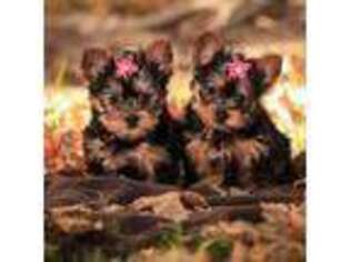 Yorkshire Terrier Puppy for sale in Littleton, CO, USA