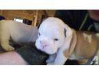 Bulldog Puppy for sale in WEBSTER, WI, USA