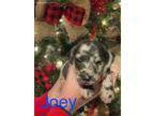Great Dane Puppy for sale in London, KY, USA