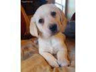 Labrador Retriever Puppy for sale in Danville, AR, USA