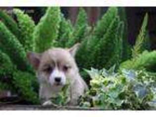 Pembroke Welsh Corgi Puppy for sale in Manchester, KY, USA