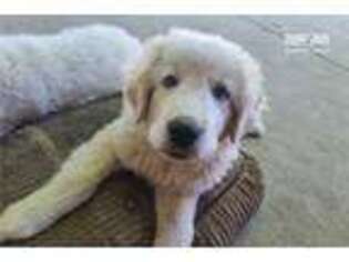 Great Pyrenees Puppy for sale in Bakersfield, CA, USA