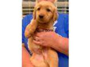 Golden Retriever Puppy for sale in Huntsville, AL, USA