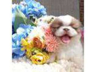 Pekingese Puppy for sale in Tallahassee, FL, USA
