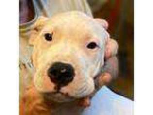Dogo Argentino Puppy for sale in Columbus, OH, USA
