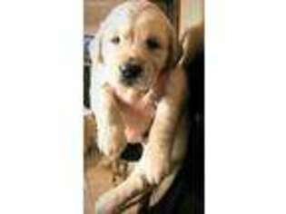 Golden Retriever Puppy for sale in Tacoma, WA, USA