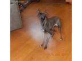 Italian Greyhound Puppy for sale in Lockesburg, AR, USA