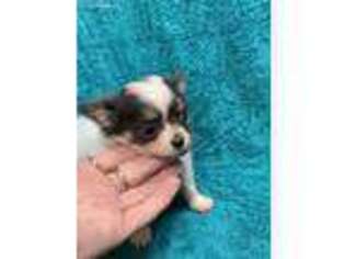 Chihuahua Puppy for sale in Fortuna, MO, USA