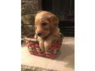 Goldendoodle Puppy for sale in Elwood, IL, USA