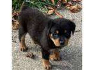 Rottweiler Puppy for sale in Rochester, NY, USA