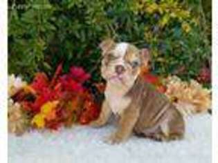 Bulldog Puppy for sale in Wildomar, CA, USA