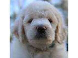 Newfoundland Puppy for sale in Midland, NC, USA