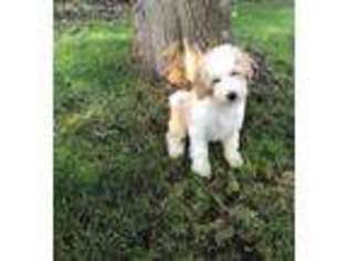 Tibetan Terrier Puppy for sale in Vacaville, CA, USA