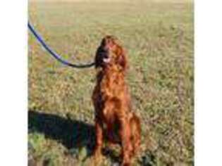 Irish Setter Puppy for sale in Leslie, AR, USA