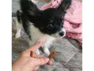 Papillon Puppy for sale in Jacksonville, FL, USA
