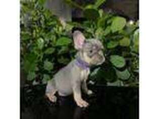 French Bulldog Puppy for sale in Dallas, TX, USA