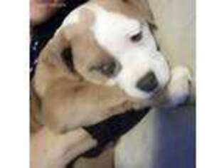 Olde English Bulldogge Puppy for sale in Davenport, IA, USA