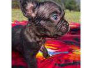 French Bulldog Puppy for sale in Ronan, MT, USA