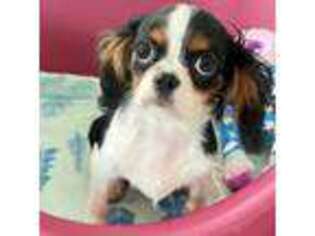 Cavalier King Charles Spaniel Puppy for sale in Greensboro, NC, USA