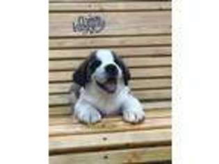 Saint Bernard Puppy for sale in South Hill, VA, USA