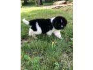 Newfoundland Puppy for sale in Morganfield, KY, USA
