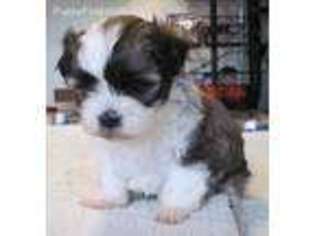 Mal-Shi Puppy for sale in Adolphus, KY, USA