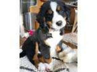 Bernese Mountain Dog Puppy for sale in Keenesburg, CO, USA