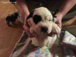 Saint Bernard Puppy for sale in Mount Carmel, IL, USA