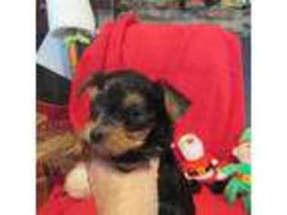 Yorkshire Terrier Puppy for sale in Leavenworth, IN, USA
