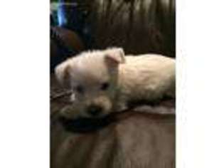 West Highland White Terrier Puppy for sale in Forest, OH, USA