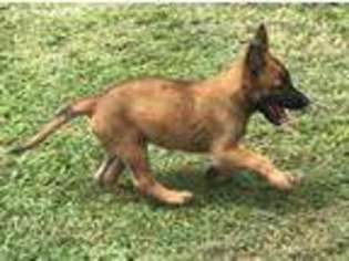 Belgian Malinois Puppy for sale in Chesapeake, VA, USA