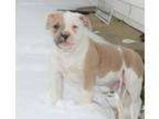 American Bulldog Puppy for sale in Coshocton, OH, USA