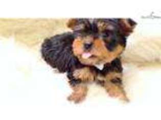 Yorkshire Terrier Puppy for sale in San Diego, CA, USA