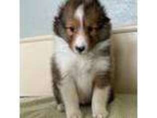 Shetland Sheepdog Puppy for sale in Sioux Falls, SD, USA