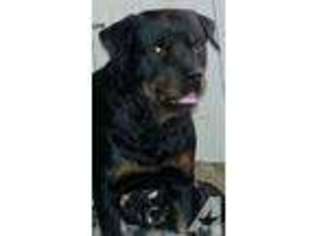 Rottweiler Puppy for sale in COLUMBIA CITY, IN, USA