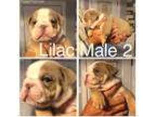 Bulldog Puppy for sale in Southaven, MS, USA