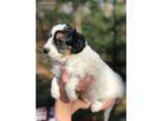 Mutt Puppy for sale in Paoli, IN, USA