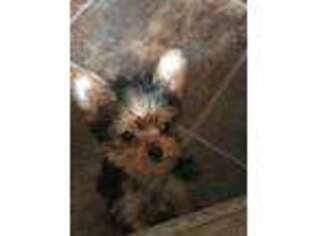 Yorkshire Terrier Puppy for sale in Zanesville, OH, USA