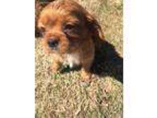 English Toy Spaniel Puppy for sale in Durango, CO, USA