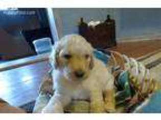 Labradoodle Puppy for sale in Port Crane, NY, USA