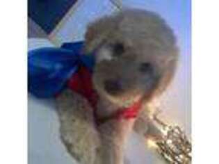 Goldendoodle Puppy for sale in Chicago, IL, USA