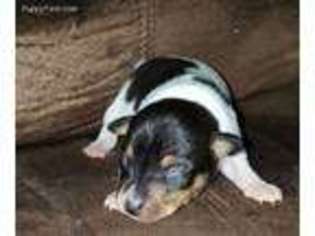 Mutt Puppy for sale in Richmond, KY, USA