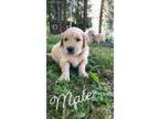 Golden Retriever Puppy for sale in Hale, MI, USA